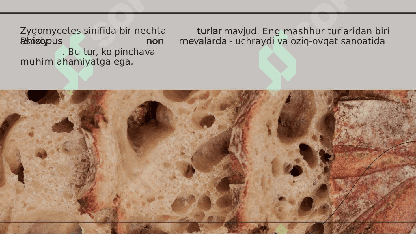 Zygomycetes Sinfining Umumiy Tavsifi 4