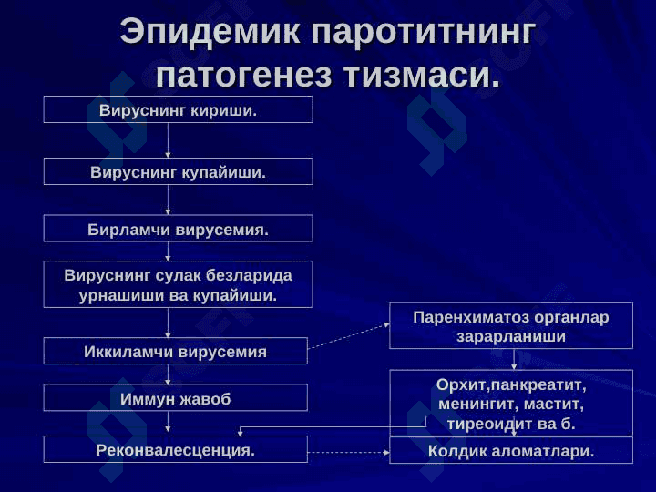 Epedimik parotit 7