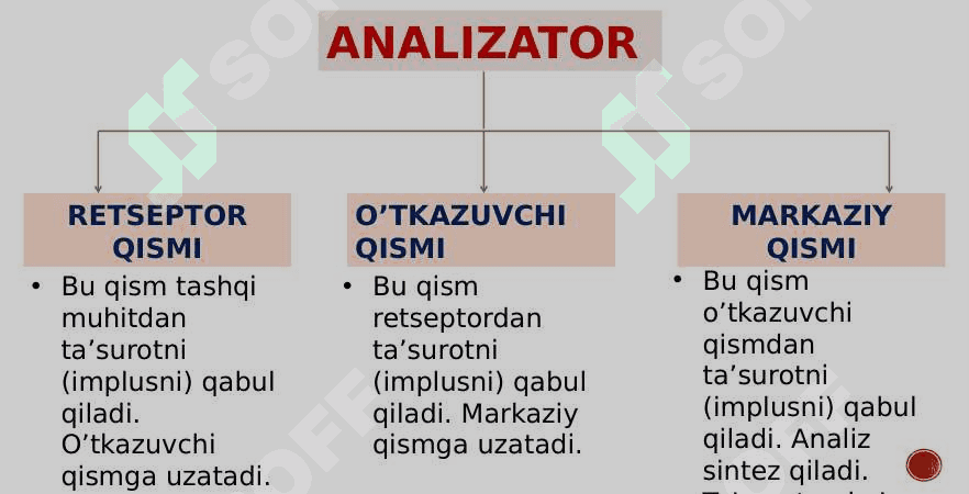 Ko’rish va eshitish analizatori 2
