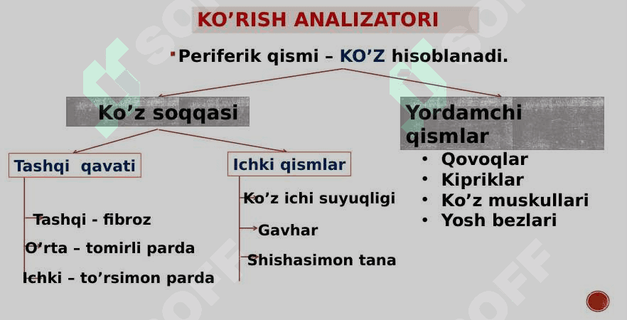 Ko’rish va eshitish analizatori 5
