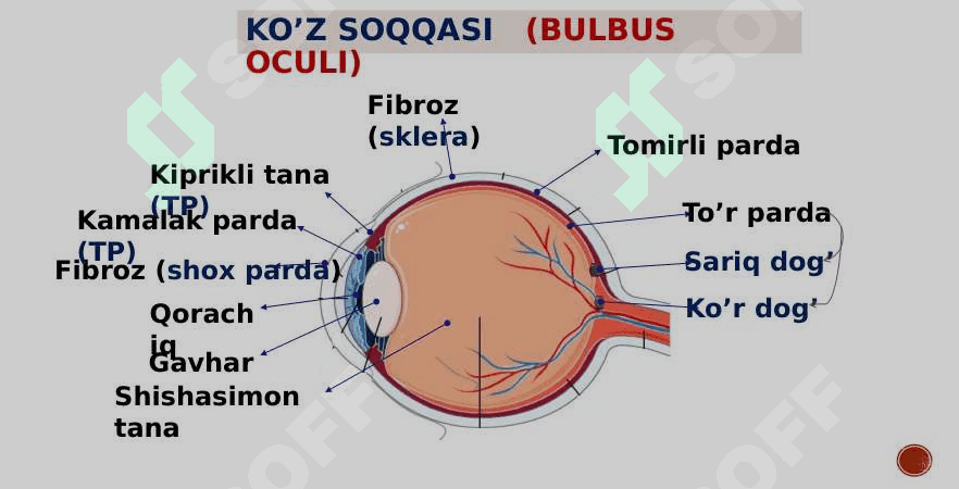 Ko’rish va eshitish analizatori 6