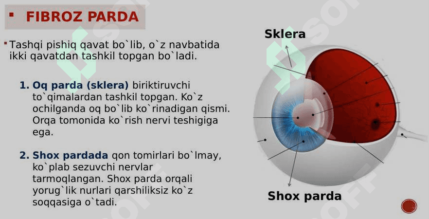 Ko’rish va eshitish analizatori 7