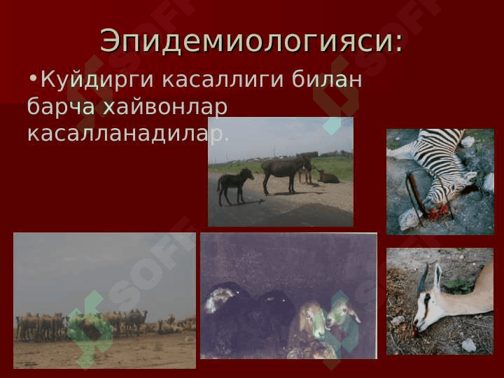 Sibir yarasi(kuydirgi) 7