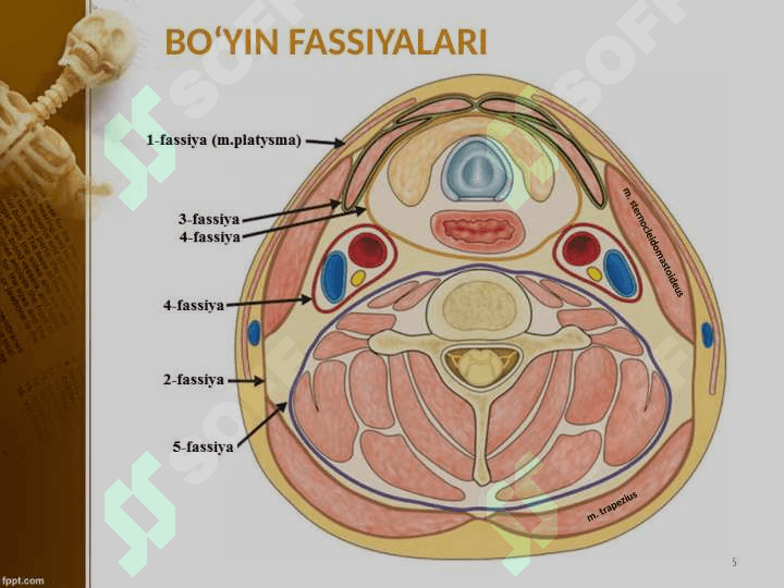 Boʻyin sohasi klinik anatomiyasi 6