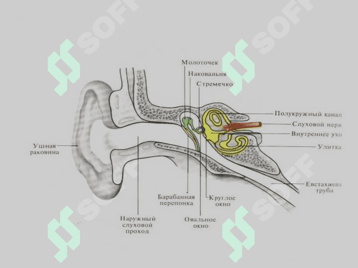Eshituv va vestibular analizatorlarning fiziologiyasi 5