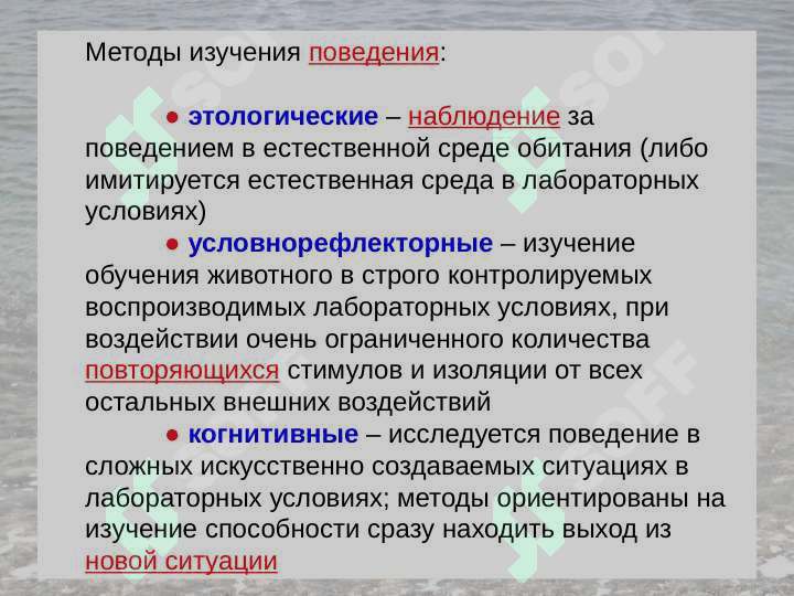 Физиология высшей нервной деятельности 4
