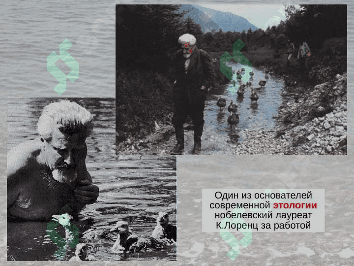 Физиология высшей нервной деятельности 5