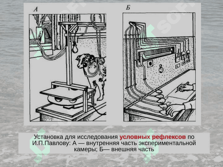 Физиология высшей нервной деятельности 6