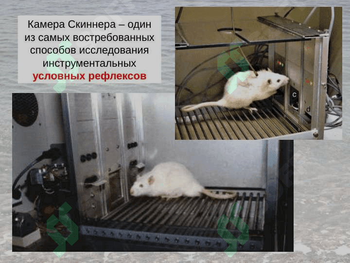 Физиология высшей нервной деятельности 7