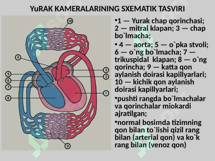 YURAK ORTTIRILGAN NUQSONLARI 6