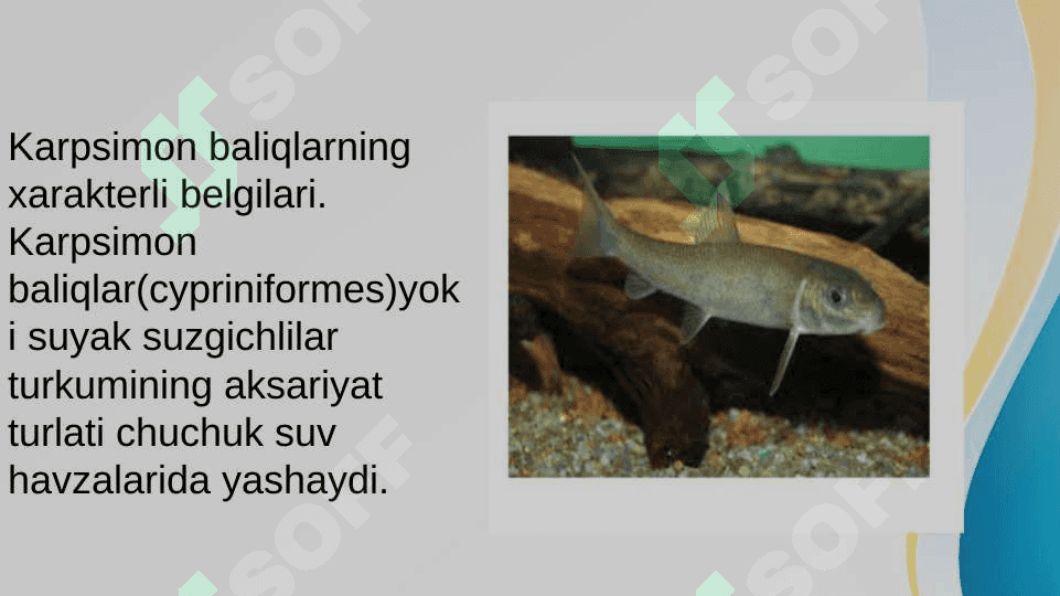 Karpsimon baliqlar sistematikasi 4