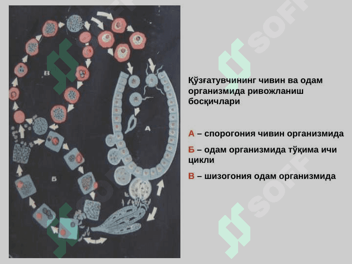 БЕЗГАК (МАЛЯРИЯ, MALARIA) 5