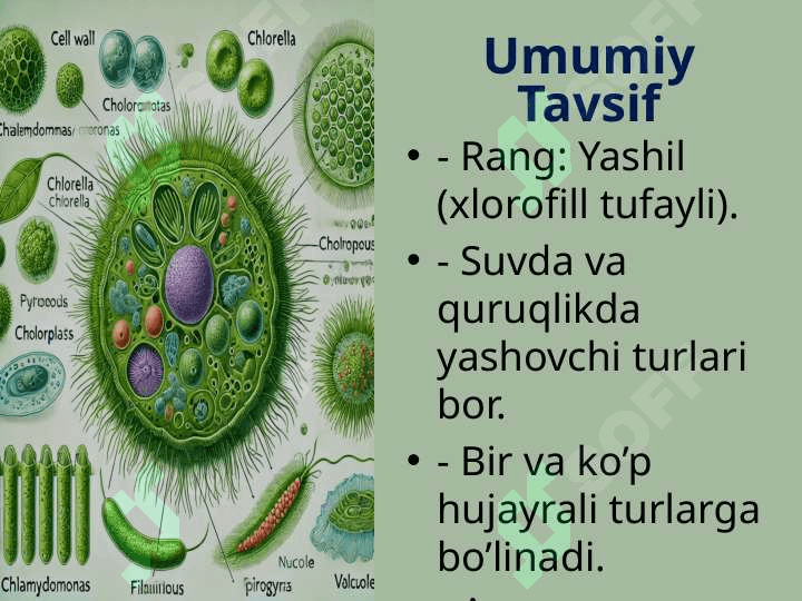 Yashil suvo'tlarining sistematikasi 3