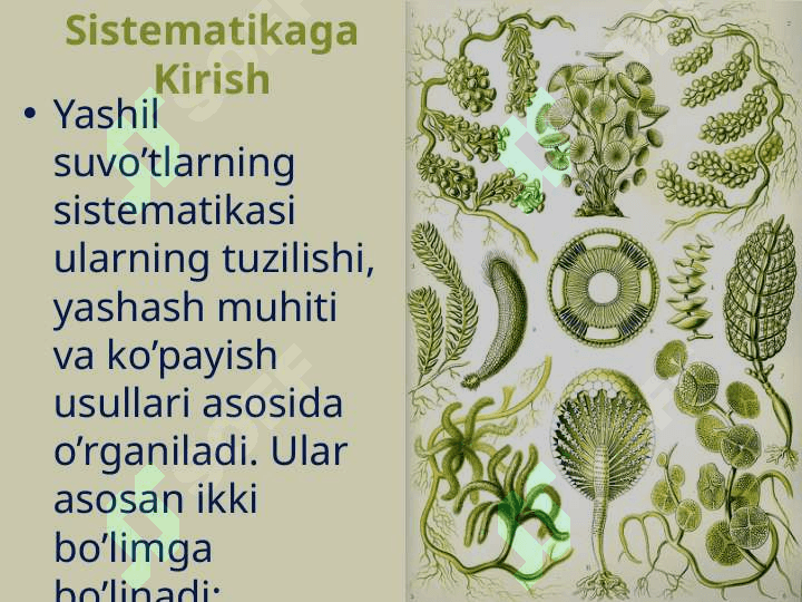 Yashil suvo'tlarining sistematikasi 4