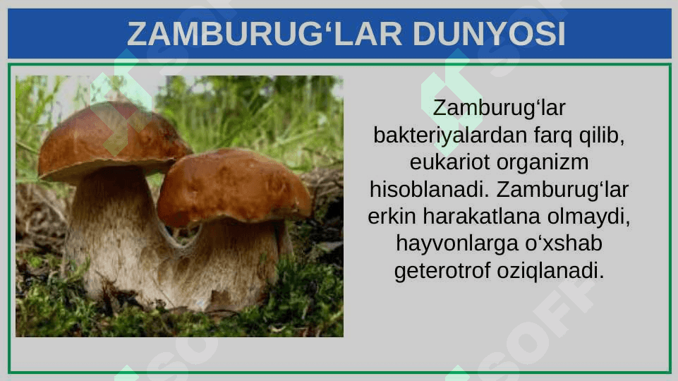 ZAMBURUG‘LAR DUNYOSI 3