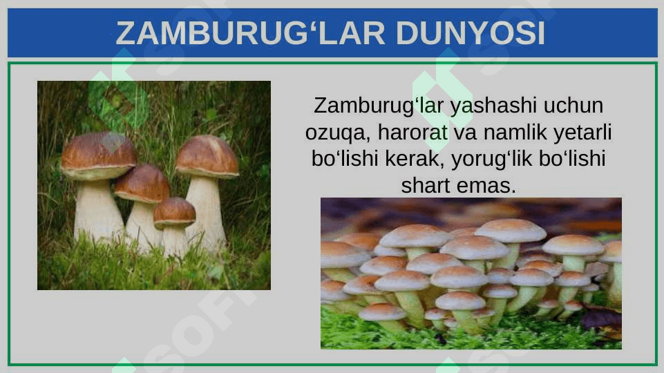 ZAMBURUG‘LAR DUNYOSI 4