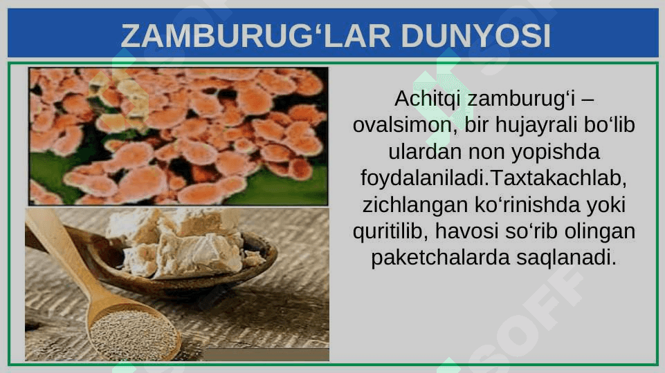 ZAMBURUG‘LAR DUNYOSI 5