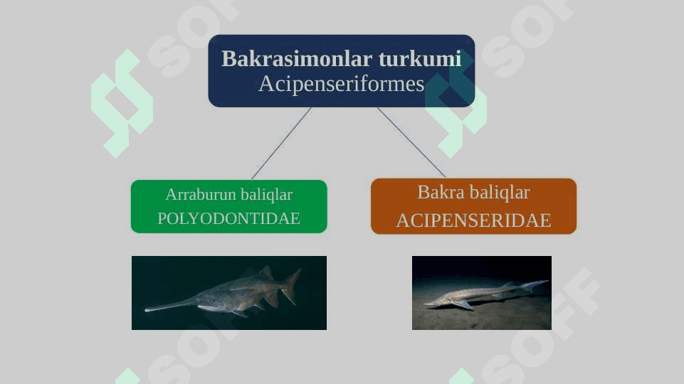 Olabaliqlar oilasi tavsifi 6