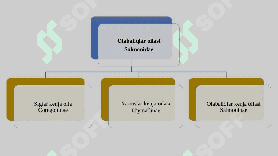 Olabaliqlar oilasi tavsifi 7