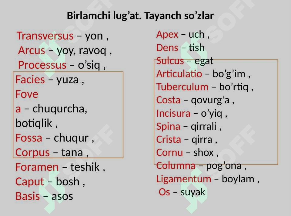 Tana skeleti tuzilishi 5
