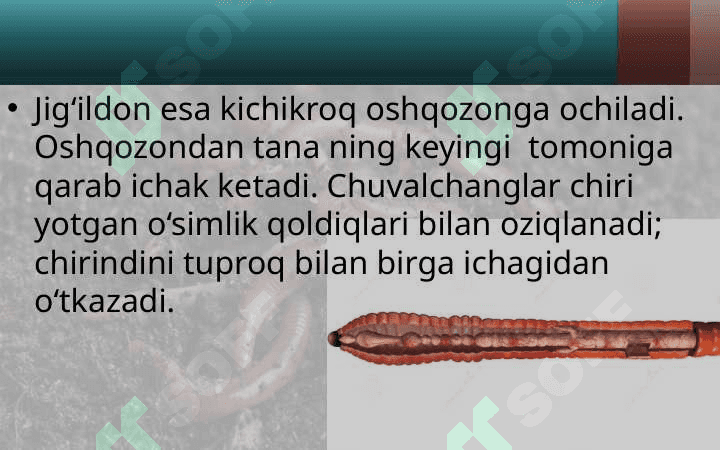 Yomg‘ir chuvalchangining ichki tuzilishi 3