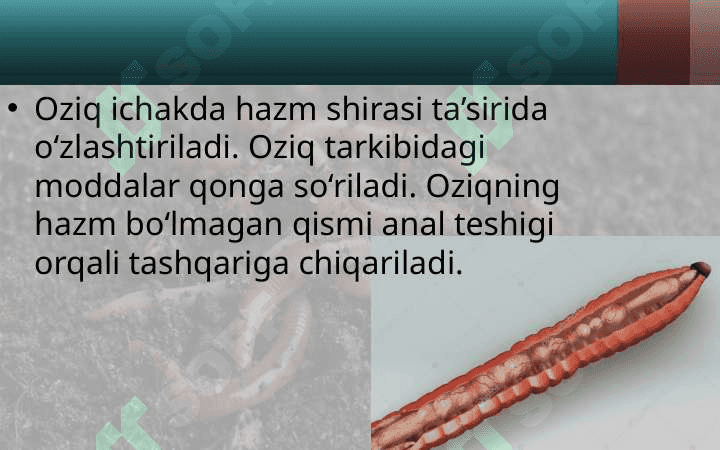 Yomg‘ir chuvalchangining ichki tuzilishi 4