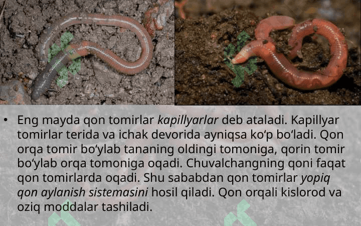Yomg‘ir chuvalchangining ichki tuzilishi 7