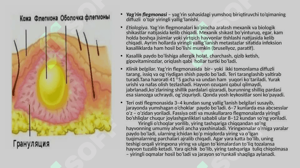 XIZMAT HAYVONLARINING JARROHLIK KASALLIKLARI 8