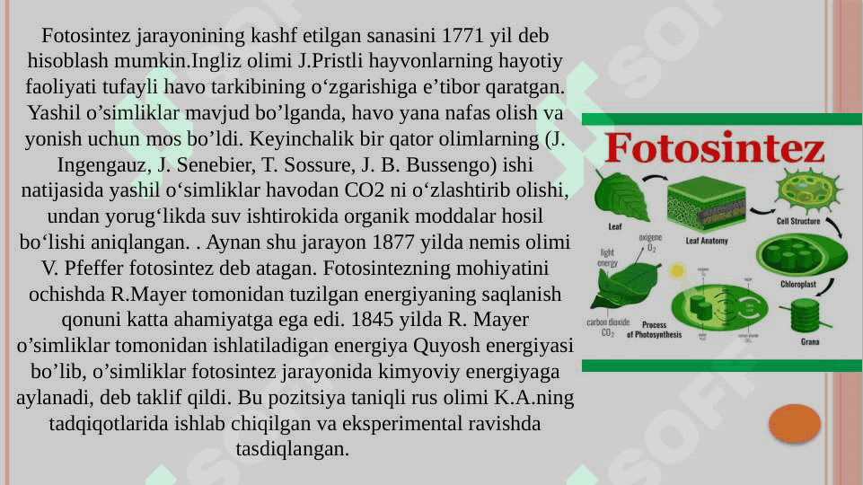 Fotosintezning tabiatdagi tutgan o’rni 3