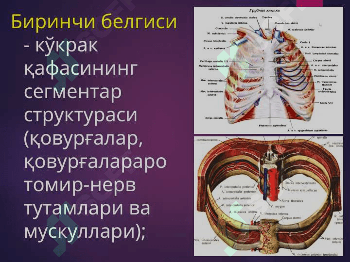 БЕЛ СОХАСИ ЖАРРОҲЛИК АНАТОМИЯСИ.   ОПЕРАЦИЯЛАР. 3