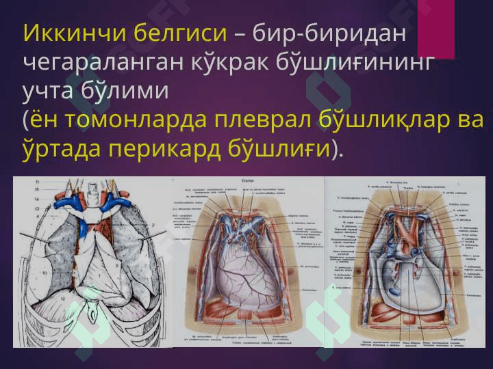 БЕЛ СОХАСИ ЖАРРОҲЛИК АНАТОМИЯСИ.   ОПЕРАЦИЯЛАР. 4