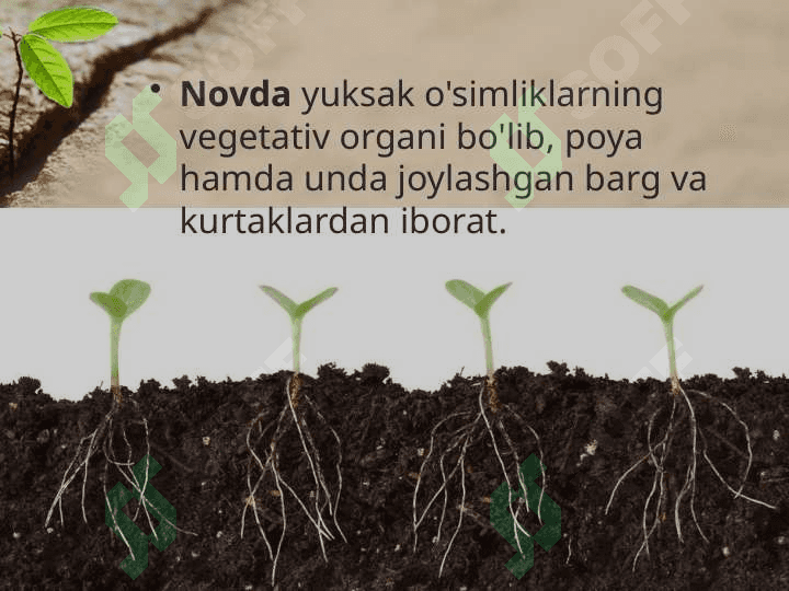 Novdalarning monopodial va simpodial shoxlanishi 2