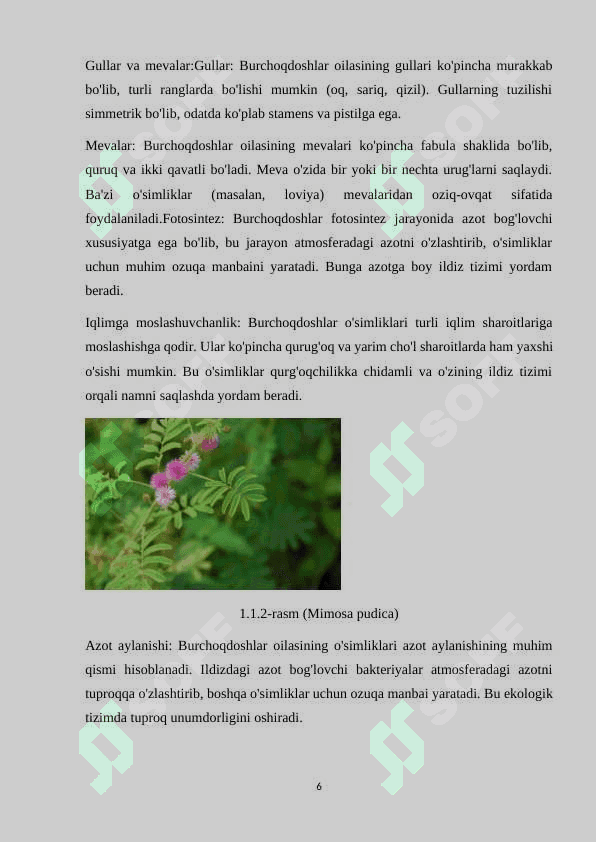 BURCHOQDOSHLAR(FABACEAE) OILASI. 6