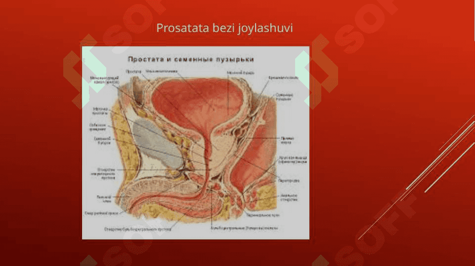 Prostata bezi adenomasi va uning yoshga bog’liq o’zgarishlari 2