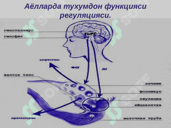 Bepushtlik . БЕПУШТЛИК 8