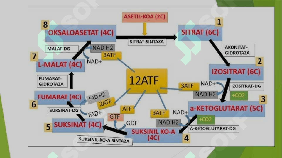 Katabolizmning umumiy yo`llari 3
