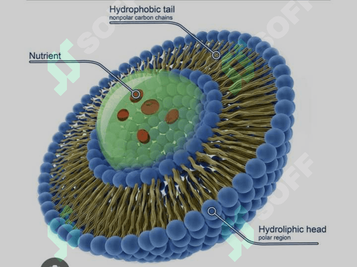 Lipidlarning Peroksidlanishi va Hujayra Shikastlanishi 5