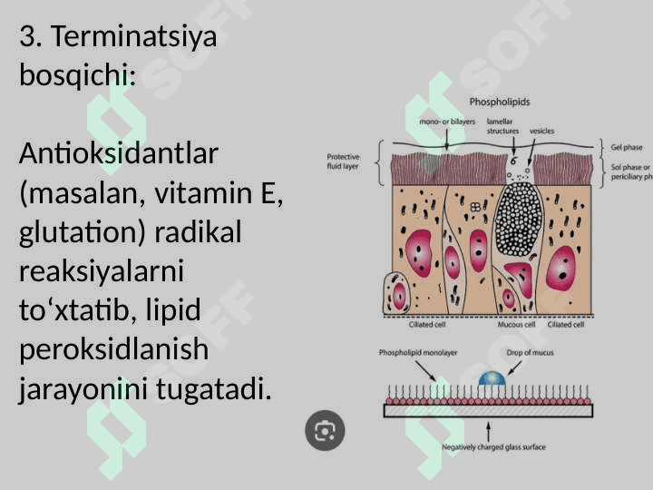 Lipidlarning Peroksidlanishi va Hujayra Shikastlanishi 7