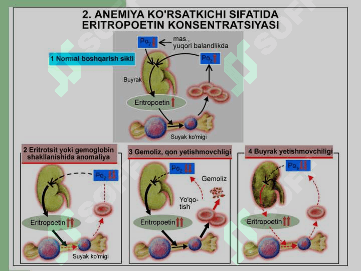 Камқонлик патофизиологияси 8