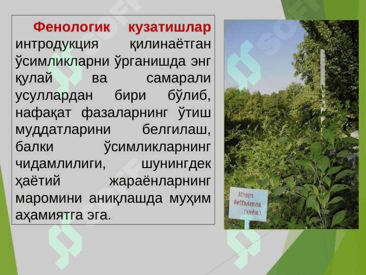 ИНТРОДУЦЕНТЛАРДА ФЕНОЛОГИК КУЗАТИШЛАРНИ ТАДҚИҚ ЭТИШ АСОСЛАРИ 2