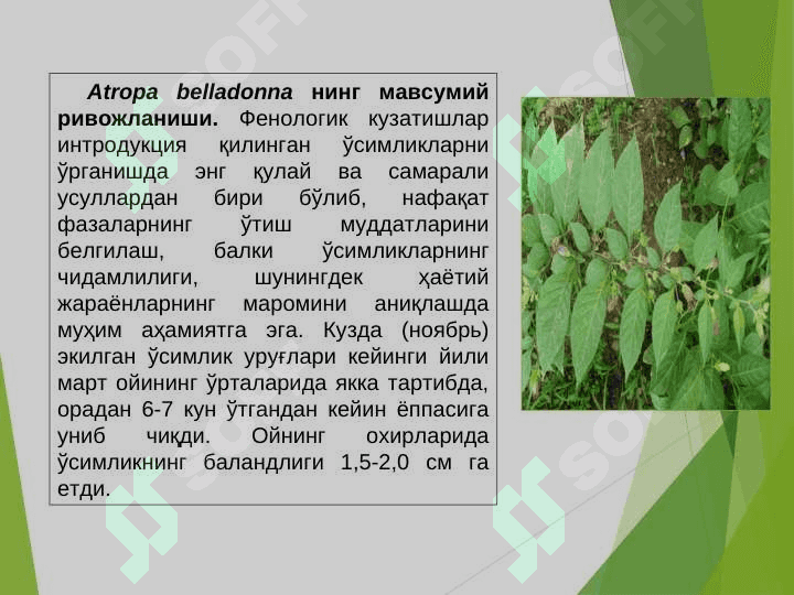ИНТРОДУЦЕНТЛАРДА ФЕНОЛОГИК КУЗАТИШЛАРНИ ТАДҚИҚ ЭТИШ АСОСЛАРИ 3