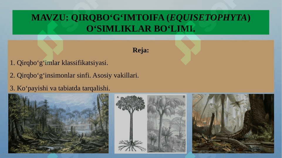 QIRQBO‘G‘IMTOIFA (EQUISETOPHYTA) O‘SIMLIKLAR BO‘LIMI 2