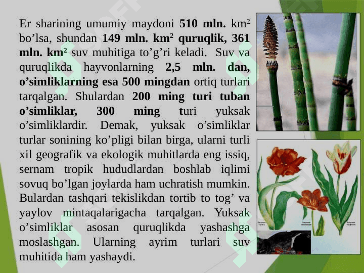 RINIYATOIFA (RHYNIOPHYTA) O’SIMLIKLAR BO’LIMI 7