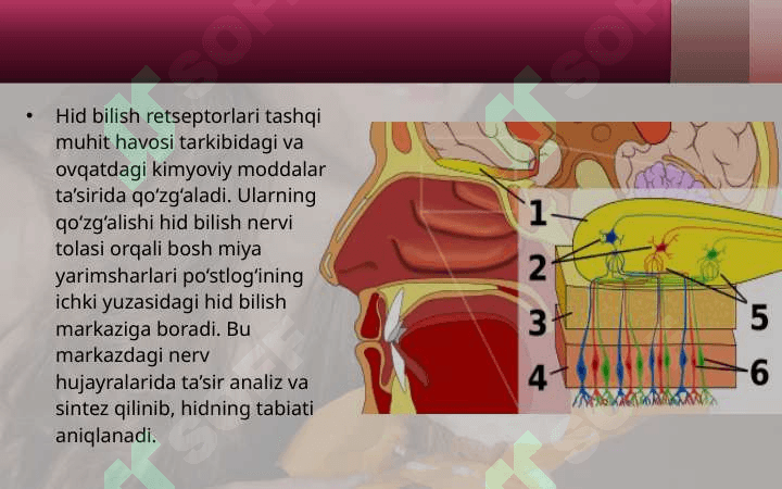 Hid va ta’m bilish organlari. 3