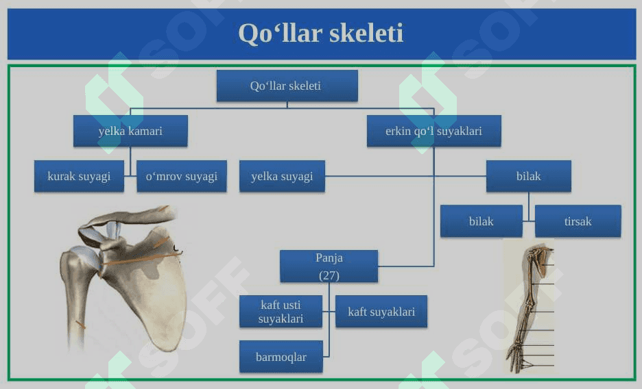 Qo‘l va oyoq skeleti suyaklarining tuzilishi. 3