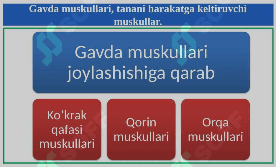 Muskullar shakli. Gavda muskulari. 5