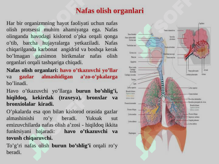 Nafas olish a’zolar tizimi 2