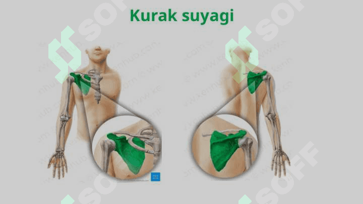 Qo’l suyaklari 5