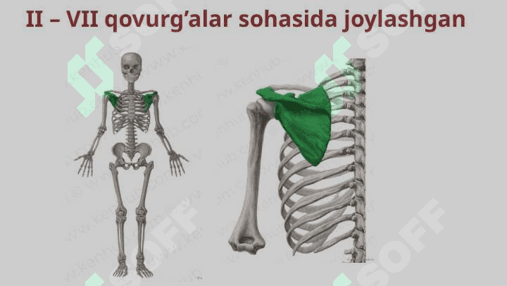Qo’l suyaklari 6