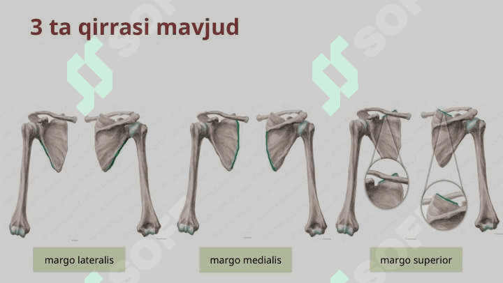 Qo’l suyaklari 8